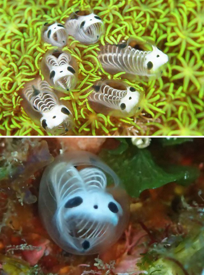 Estos son esqueletos panda marinos, también conocidos como ascidias. Son invertebrados marinos que se alimentan por filtración y que probablemente acabarán en una película de Tim Burton en algún momento