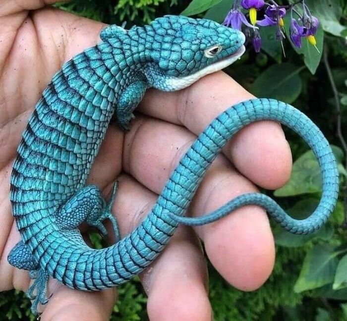 El dragoncito mexicano de la Sierra Madre Oriental, en peligro de extinción