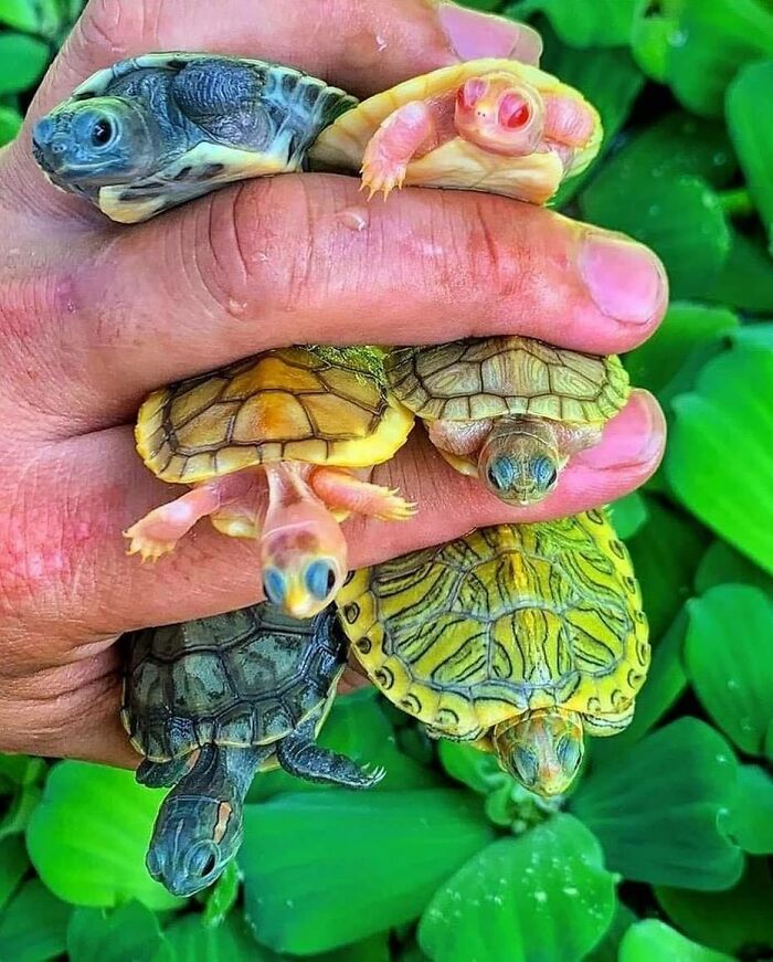 Tortugas