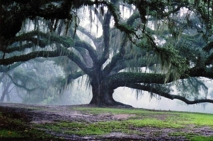 Este es el aspecto de un roble de 350 años. ¿No es hermoso?