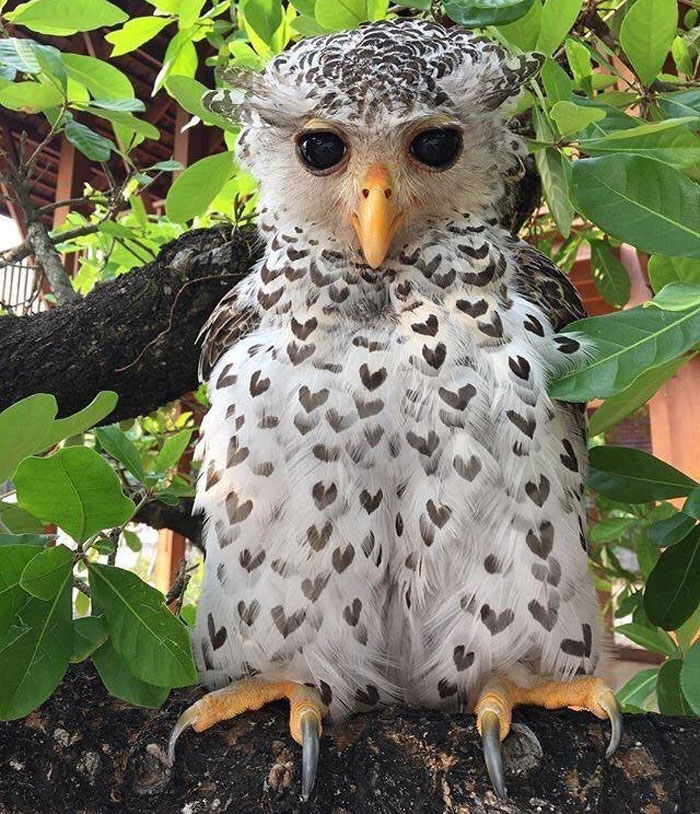 Un búho con motivos en forma de corazón en sus plumas