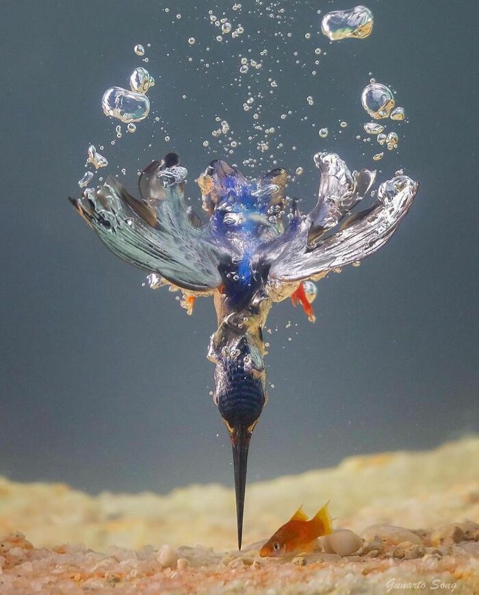 Pescador orejiazul