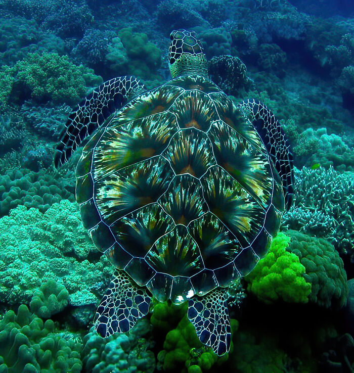 El caparazón de la tortuga parece un espectáculo de fuegos artificiales