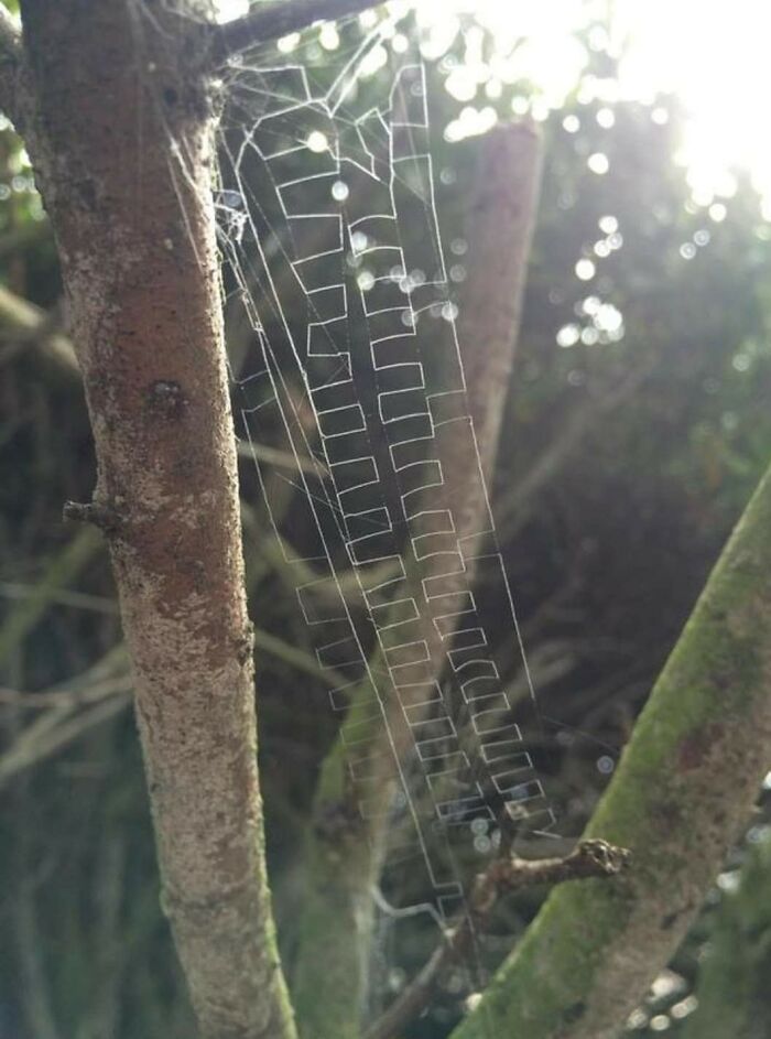 Una telaraña muy geométrica