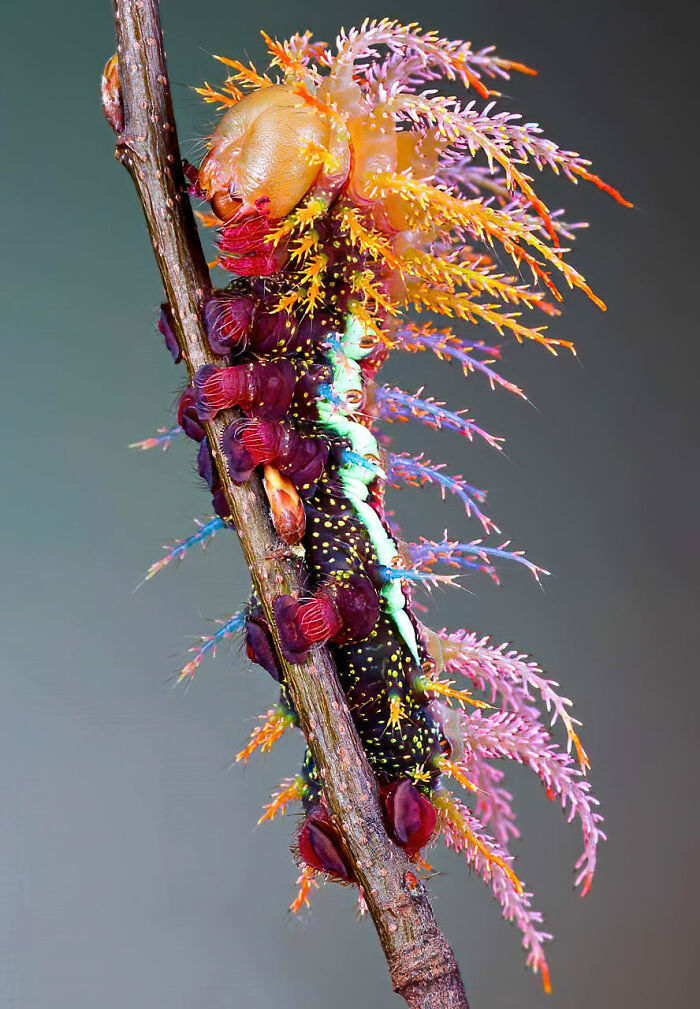 Esta criatura es una oruga de polilla Saturniidae