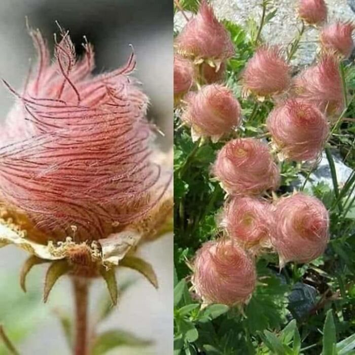Flores de humo de la pradera (Geum triflorum). ¡Parece algodón de azúcar!