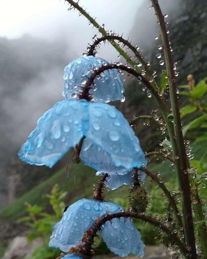 Hermosas amapolas azules bajo la lluvia