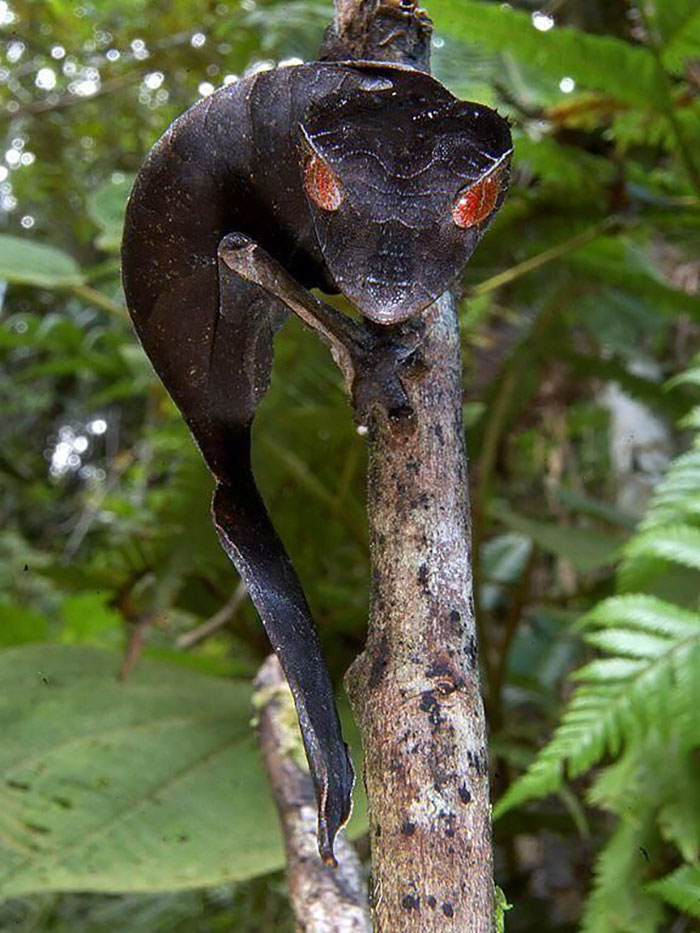 El gecko cola de hoja satánico