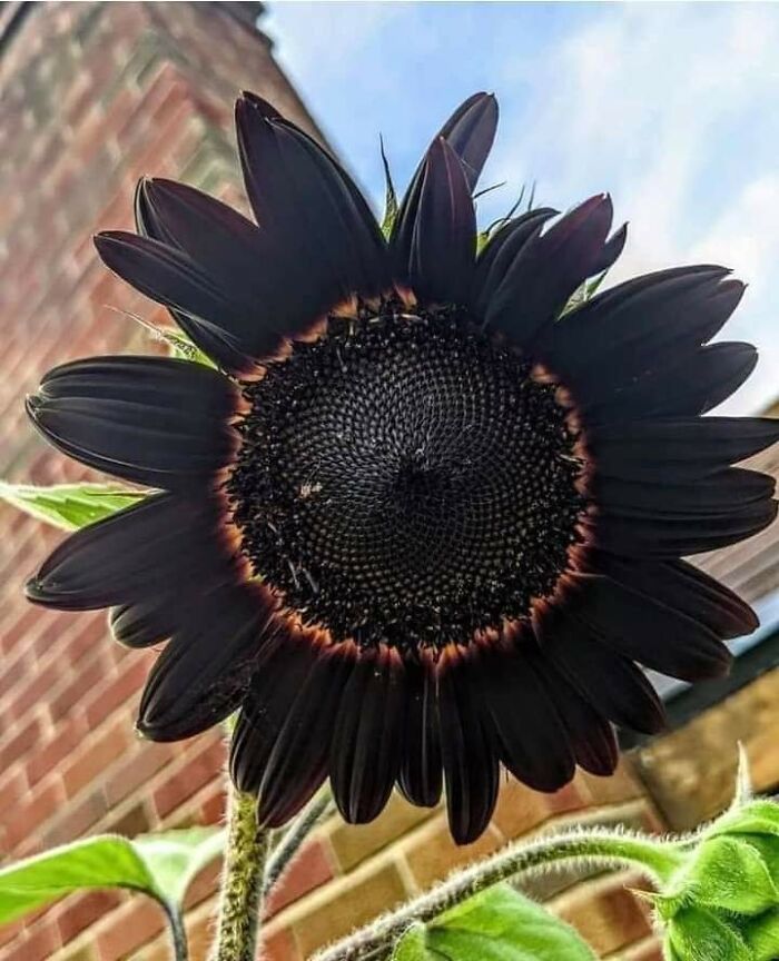 ¡Impresionante belleza negra de un girasol!