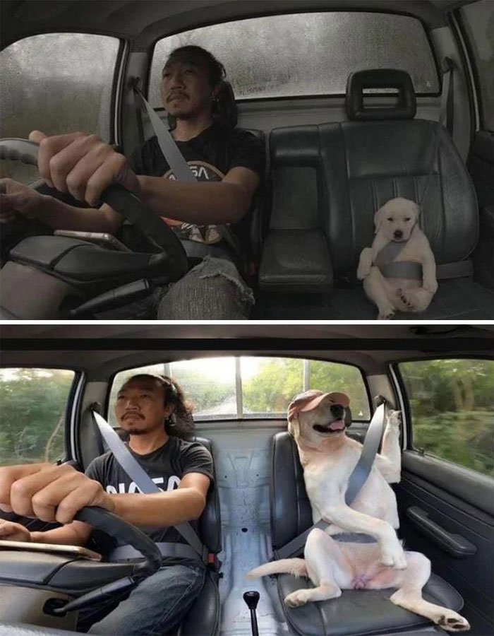 El mejor amigo del hombre