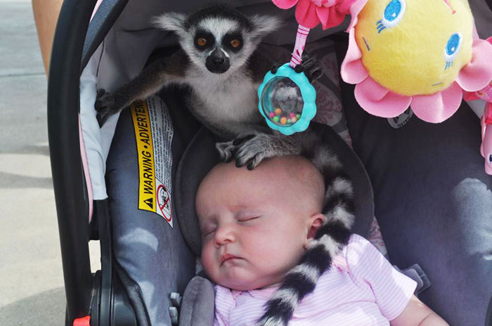 Mi amiga tenía a sus hijas en un zoológico cuando escuchó: 