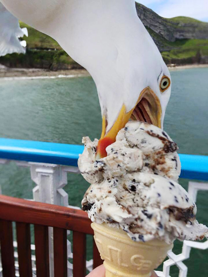 Traté de tomar una foto de mi helado. Una gaviota codiciosa hizo un fotobomb