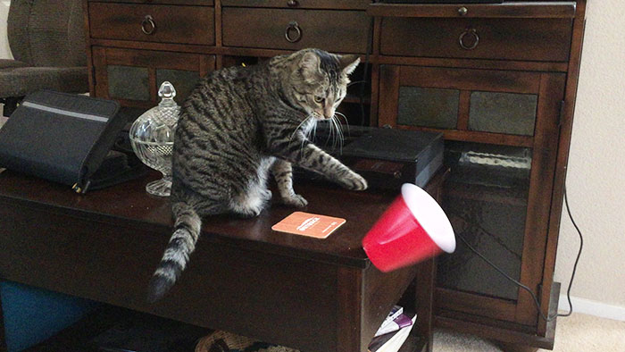 Todo lo que necesitas saber sobre mi gato en una imagen