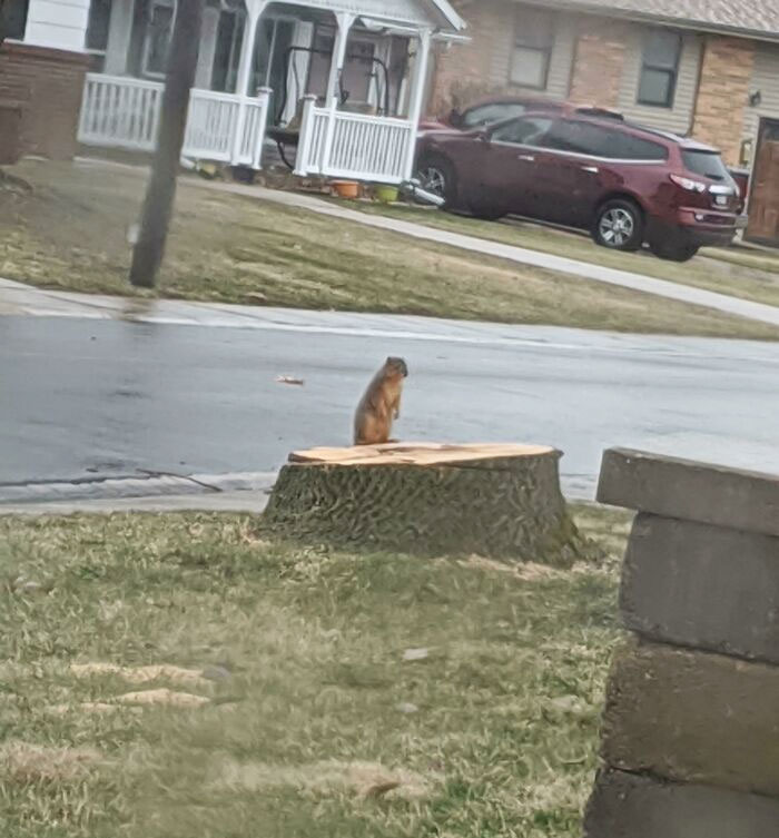 Tuve que cortar un árbol en mi patio y ahora me siento mal
