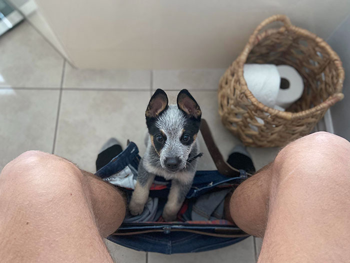 Adopta un cachorro, dijeron. No estarás tan solo durante la cuarentena, dijeron. Tenían razón