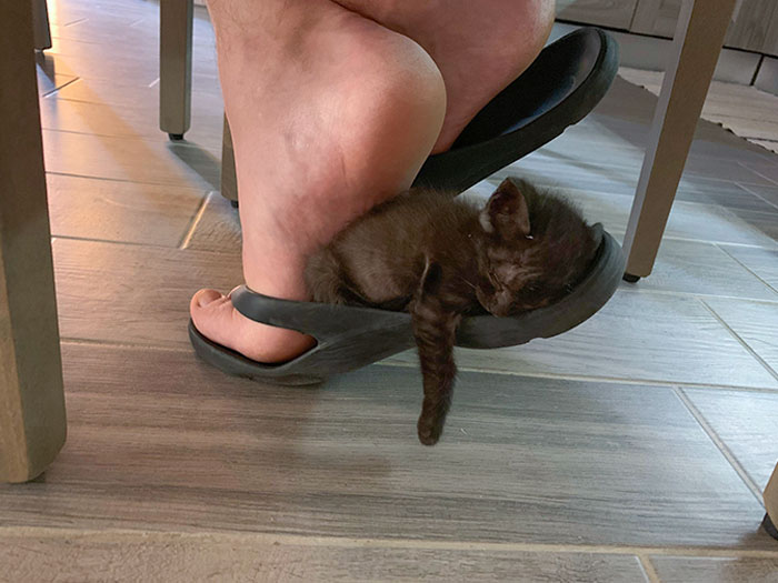 Encontré a este pequeñito, solo, en el campo. Al principio estaba asustado, ahora parece estar bastante cómodo