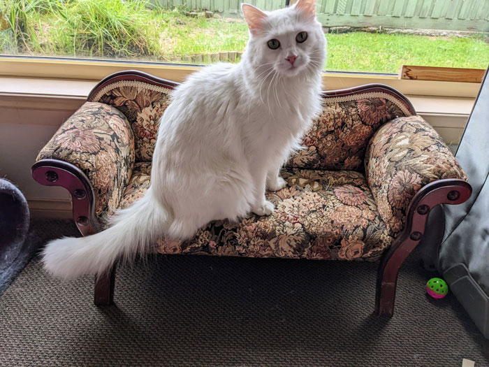 ¡¡¡¡¡Por fin he encontrado un pequeño sofá para mi gato!!!!!