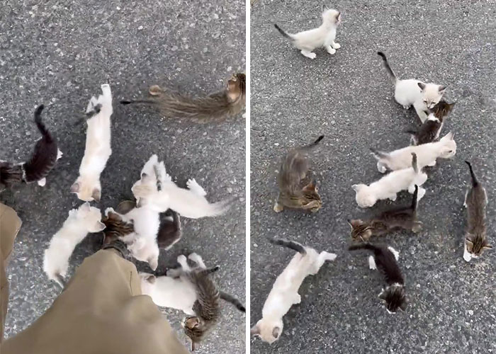 Este hombre fue “emboscado” por gatitos al detenerse para rescatar a uno de ellos