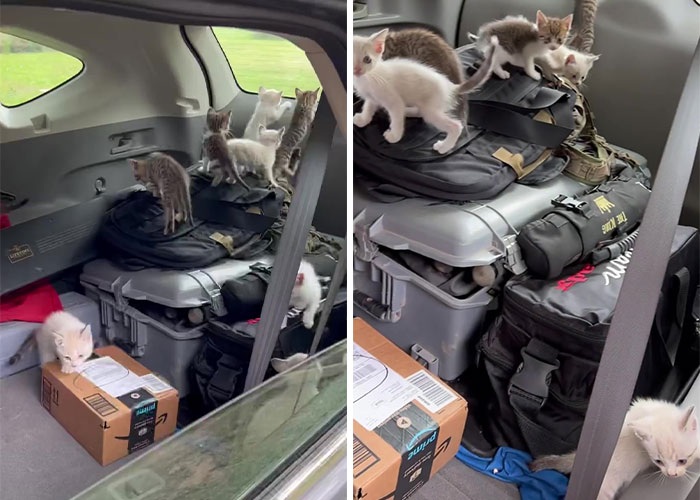 Este hombre fue “emboscado” por gatitos al detenerse para rescatar a uno de ellos