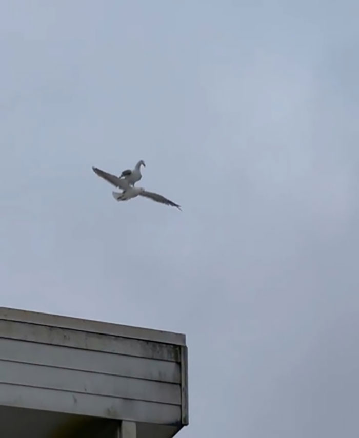 Gaviota montada en otra gaviota. Espera, ¿quée???