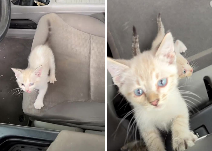 Este hombre fue “emboscado” por gatitos al detenerse para rescatar a uno de ellos