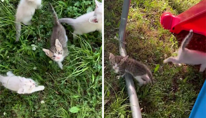 Este hombre fue “emboscado” por gatitos al detenerse para rescatar a uno de ellos