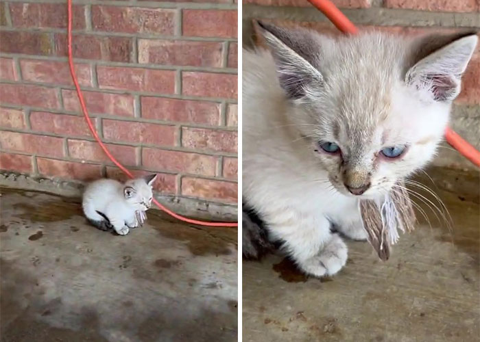 Este hombre fue “emboscado” por gatitos al detenerse para rescatar a uno de ellos