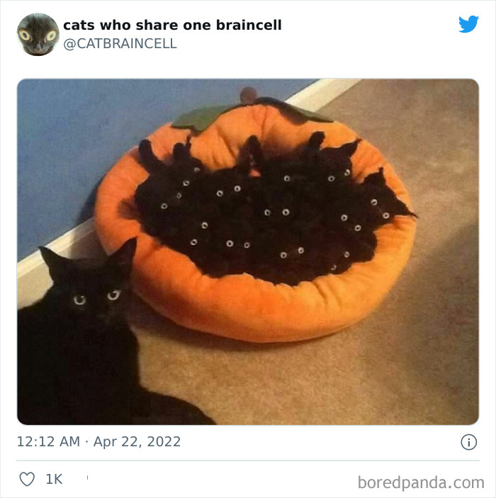 "Cats Who Share One Braincell": 50 Times Cats Acted So Dorky, Their Pics Ended Up On This Twitter Page