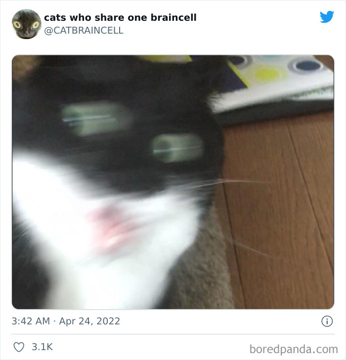 "Cats Who Share One Braincell": 50 Times Cats Acted So Dorky, Their Pics Ended Up On This Twitter Page