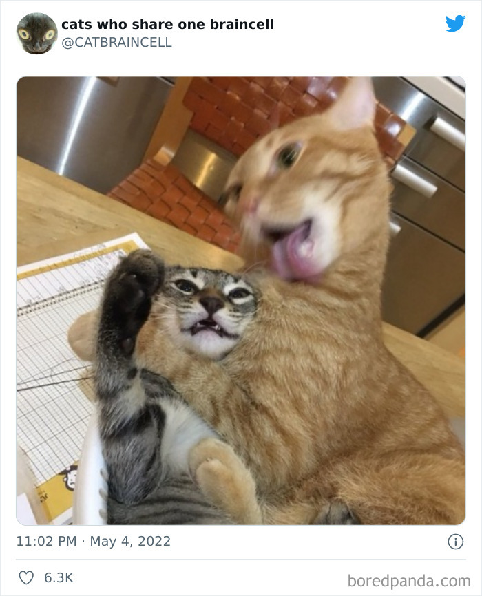 "Cats Who Share One Braincell": 50 Times Cats Acted So Dorky, Their Pics Ended Up On This Twitter Page