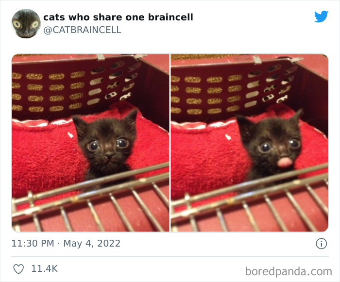"Cats Who Share One Braincell": 50 Times Cats Acted So Dorky, Their Pics Ended Up On This Twitter Page