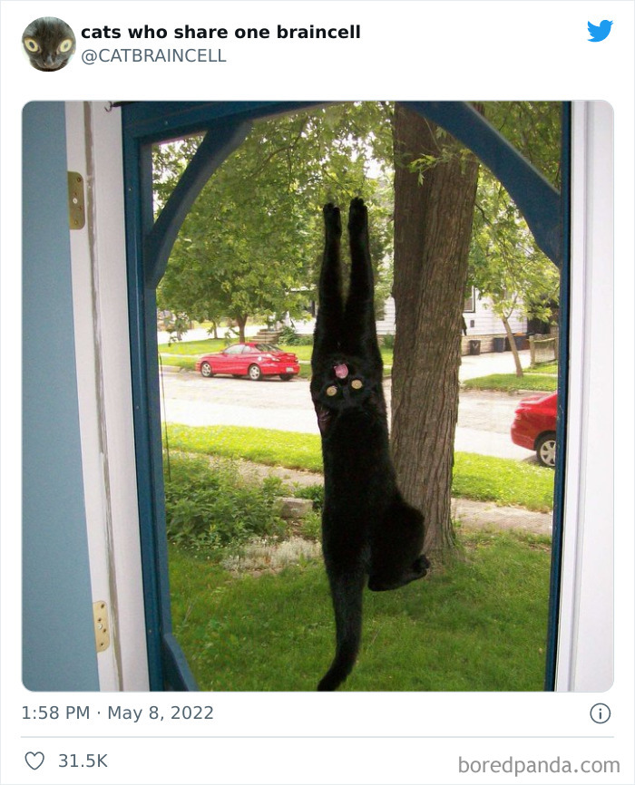 "Cats Who Share One Braincell": 50 Times Cats Acted So Dorky, Their Pics Ended Up On This Twitter Page