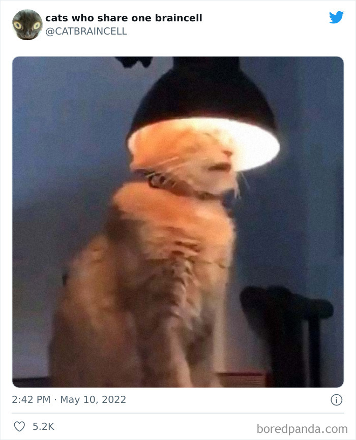 "Cats Who Share One Braincell": 50 Times Cats Acted So Dorky, Their Pics Ended Up On This Twitter Page