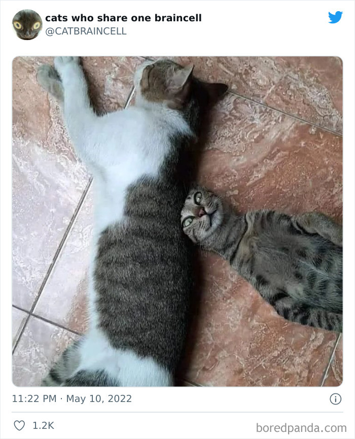 "Cats Who Share One Braincell": 50 Times Cats Acted So Dorky, Their Pics Ended Up On This Twitter Page