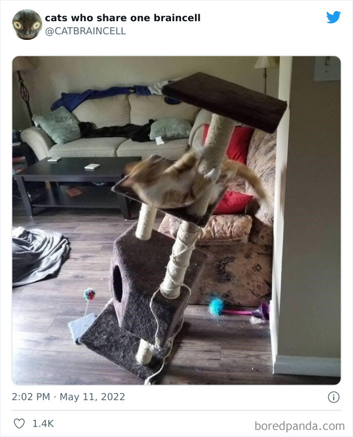 "Cats Who Share One Braincell": 50 Times Cats Acted So Dorky, Their Pics Ended Up On This Twitter Page
