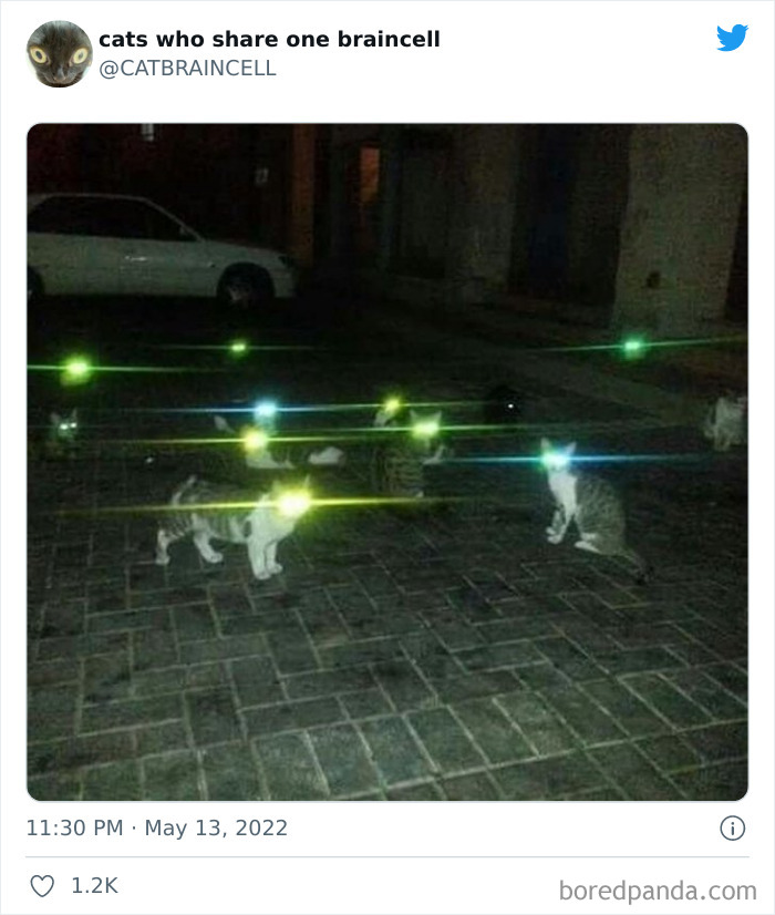 "Cats Who Share One Braincell": 50 Times Cats Acted So Dorky, Their Pics Ended Up On This Twitter Page