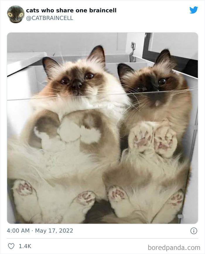 "Cats Who Share One Braincell": 50 Times Cats Acted So Dorky, Their Pics Ended Up On This Twitter Page