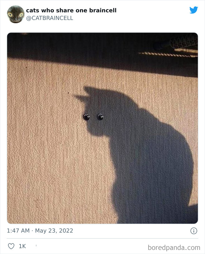 "Cats Who Share One Braincell": 50 Times Cats Acted So Dorky, Their Pics Ended Up On This Twitter Page