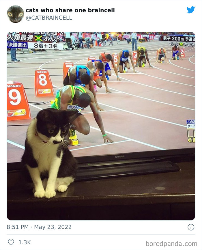 "Cats Who Share One Braincell": 50 Times Cats Acted So Dorky, Their Pics Ended Up On This Twitter Page
