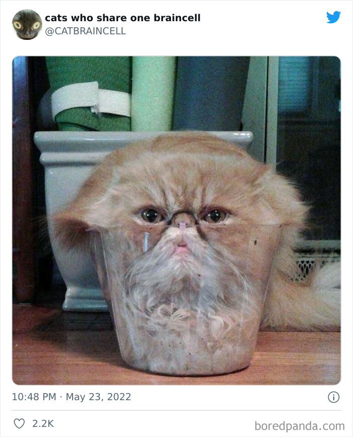 "Cats Who Share One Braincell": 50 Times Cats Acted So Dorky, Their Pics Ended Up On This Twitter Page
