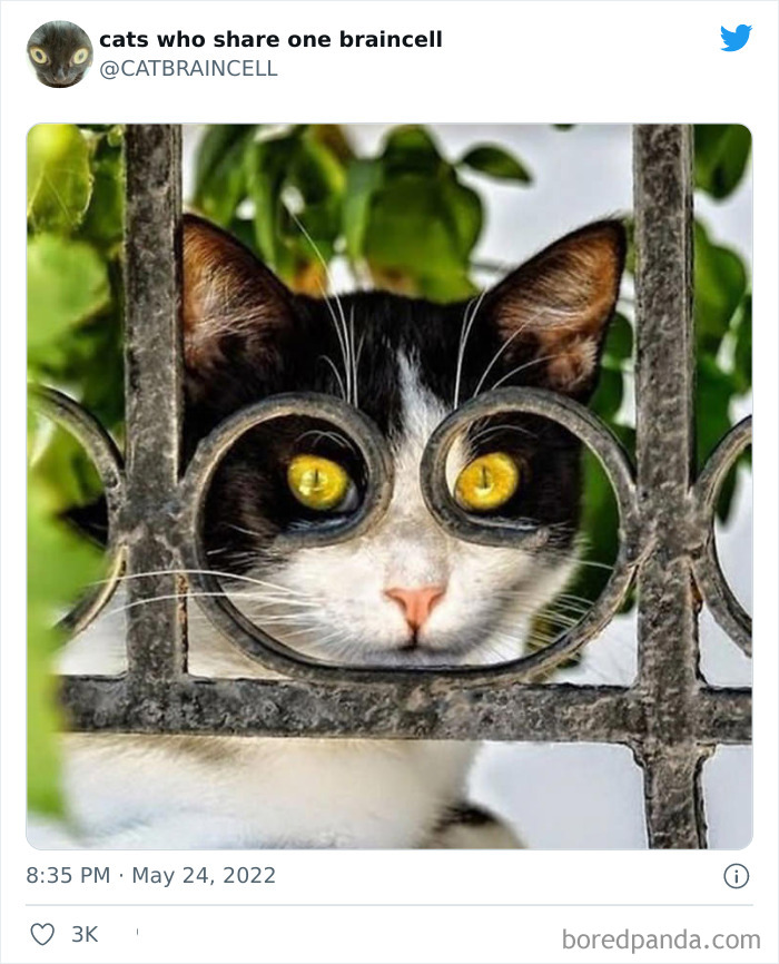 "Cats Who Share One Braincell": 50 Times Cats Acted So Dorky, Their Pics Ended Up On This Twitter Page