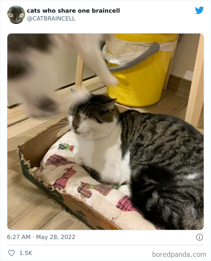 "Cats Who Share One Braincell": 50 Times Cats Acted So Dorky, Their Pics Ended Up On This Twitter Page