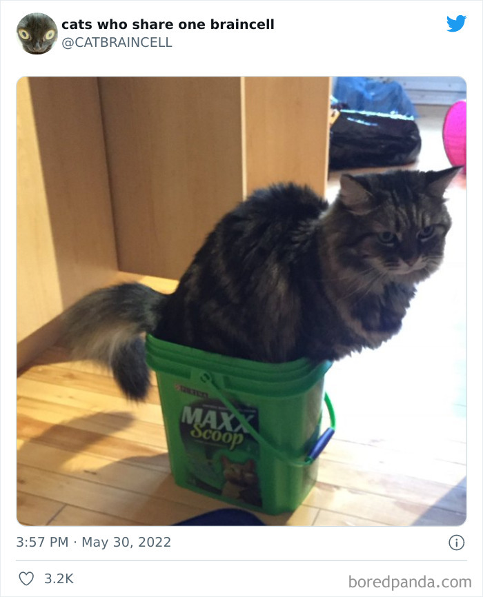 "Cats Who Share One Braincell": 50 Times Cats Acted So Dorky, Their Pics Ended Up On This Twitter Page