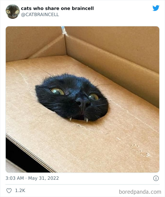 "Cats Who Share One Braincell": 50 Times Cats Acted So Dorky, Their Pics Ended Up On This Twitter Page