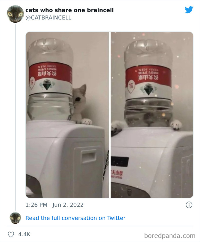 "Cats Who Share One Braincell": 50 Times Cats Acted So Dorky, Their Pics Ended Up On This Twitter Page