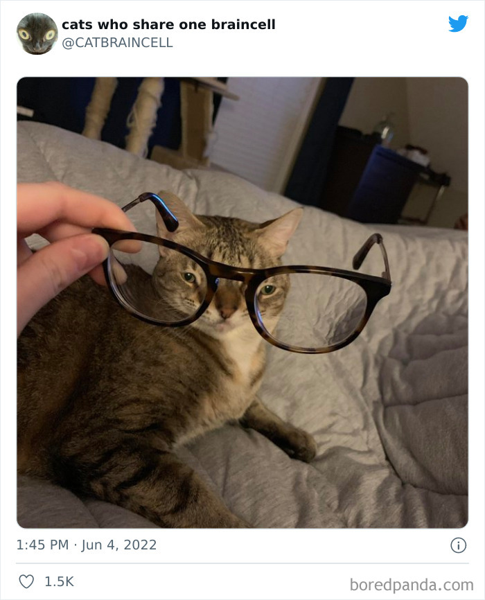 "Cats Who Share One Braincell": 50 Times Cats Acted So Dorky, Their Pics Ended Up On This Twitter Page