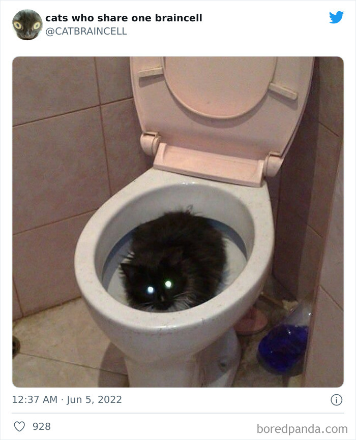 "Cats Who Share One Braincell": 50 Times Cats Acted So Dorky, Their Pics Ended Up On This Twitter Page