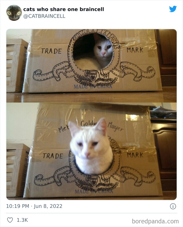 "Cats Who Share One Braincell": 50 Times Cats Acted So Dorky, Their Pics Ended Up On This Twitter Page