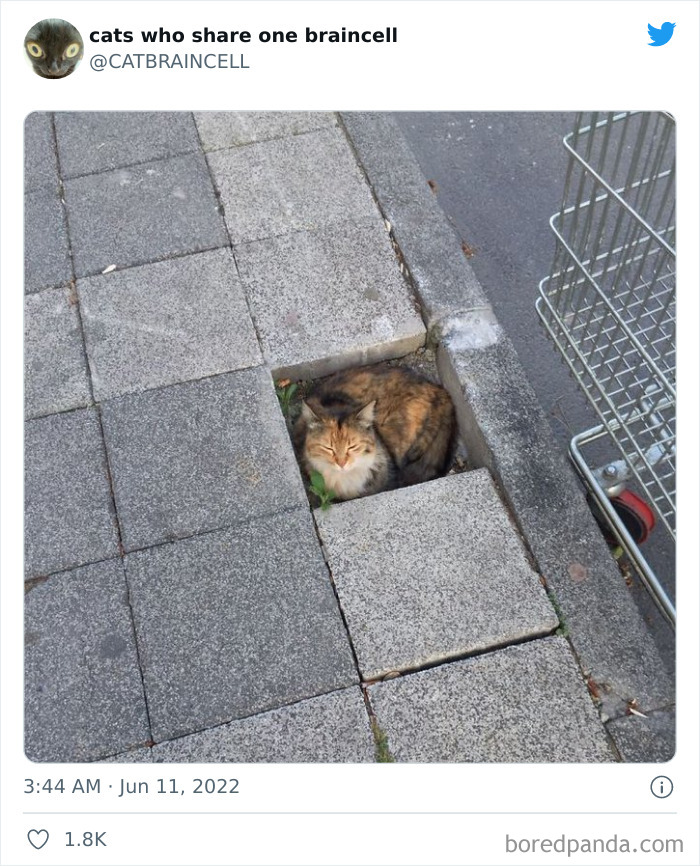 "Cats Who Share One Braincell": 50 Times Cats Acted So Dorky, Their Pics Ended Up On This Twitter Page