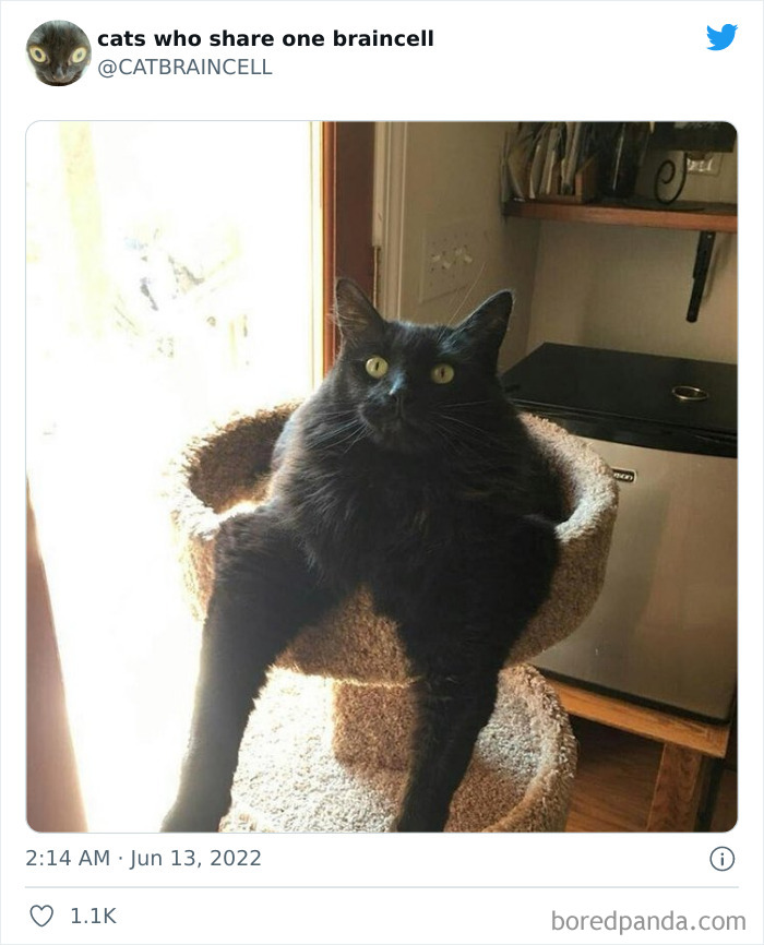 "Cats Who Share One Braincell": 50 Times Cats Acted So Dorky, Their Pics Ended Up On This Twitter Page
